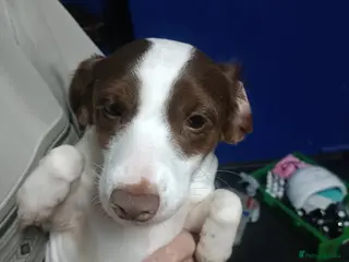 Cocker Spaniel dogs Cocker spaniel for sale - Advert 1