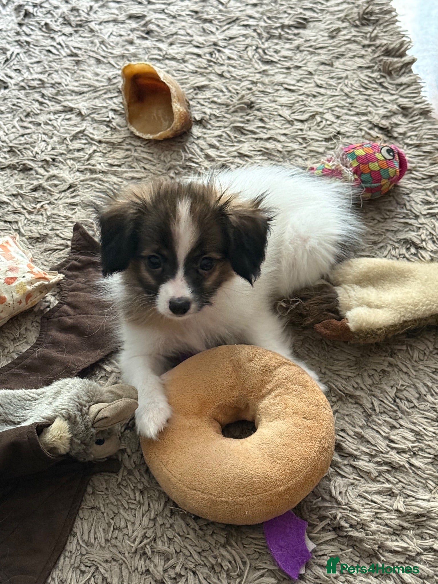 Papillon dogs KC Registered Male Papillon puppy for sale - Advert 1