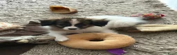 Papillon dogs for sale: KC Registered Male Papillon puppy for sale in Braintree - Advert 1