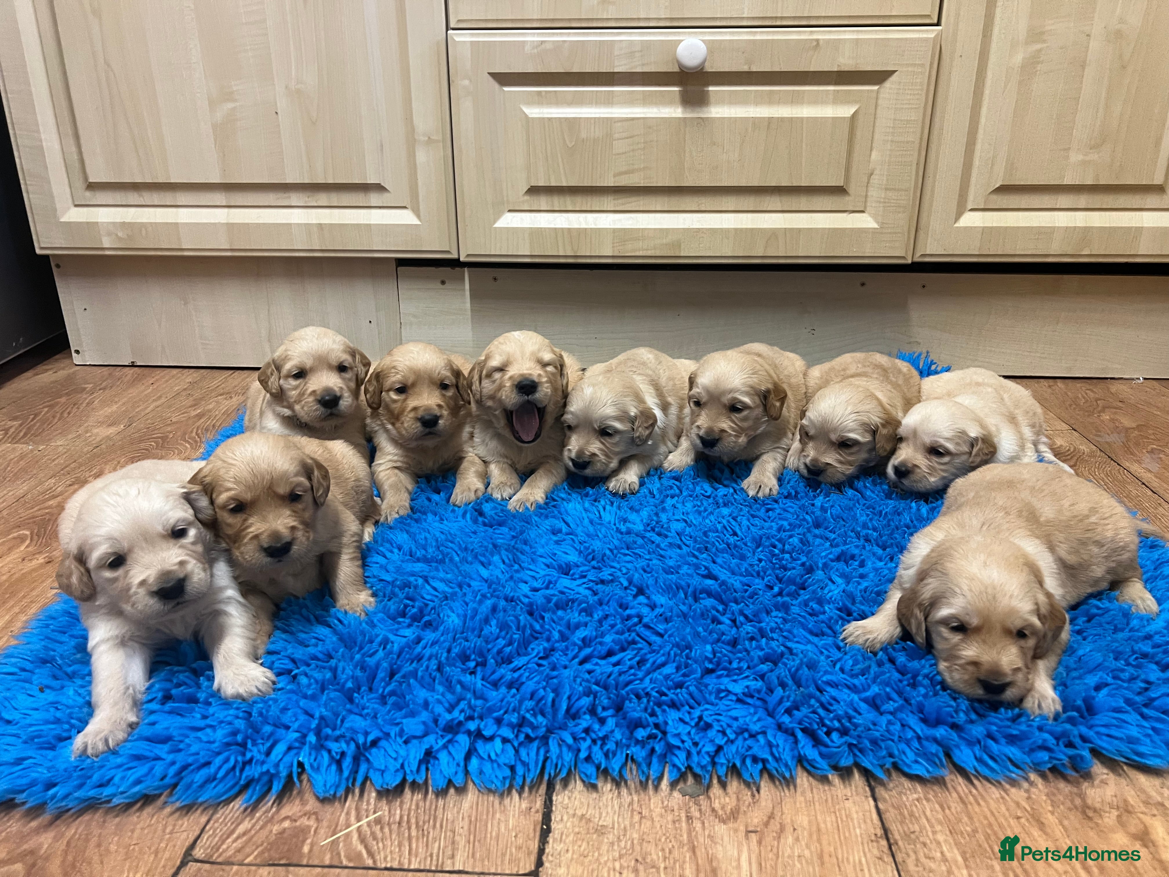 Golden Retriever dogs Gorgeous KC registered golden retriever puppies - Advert 6