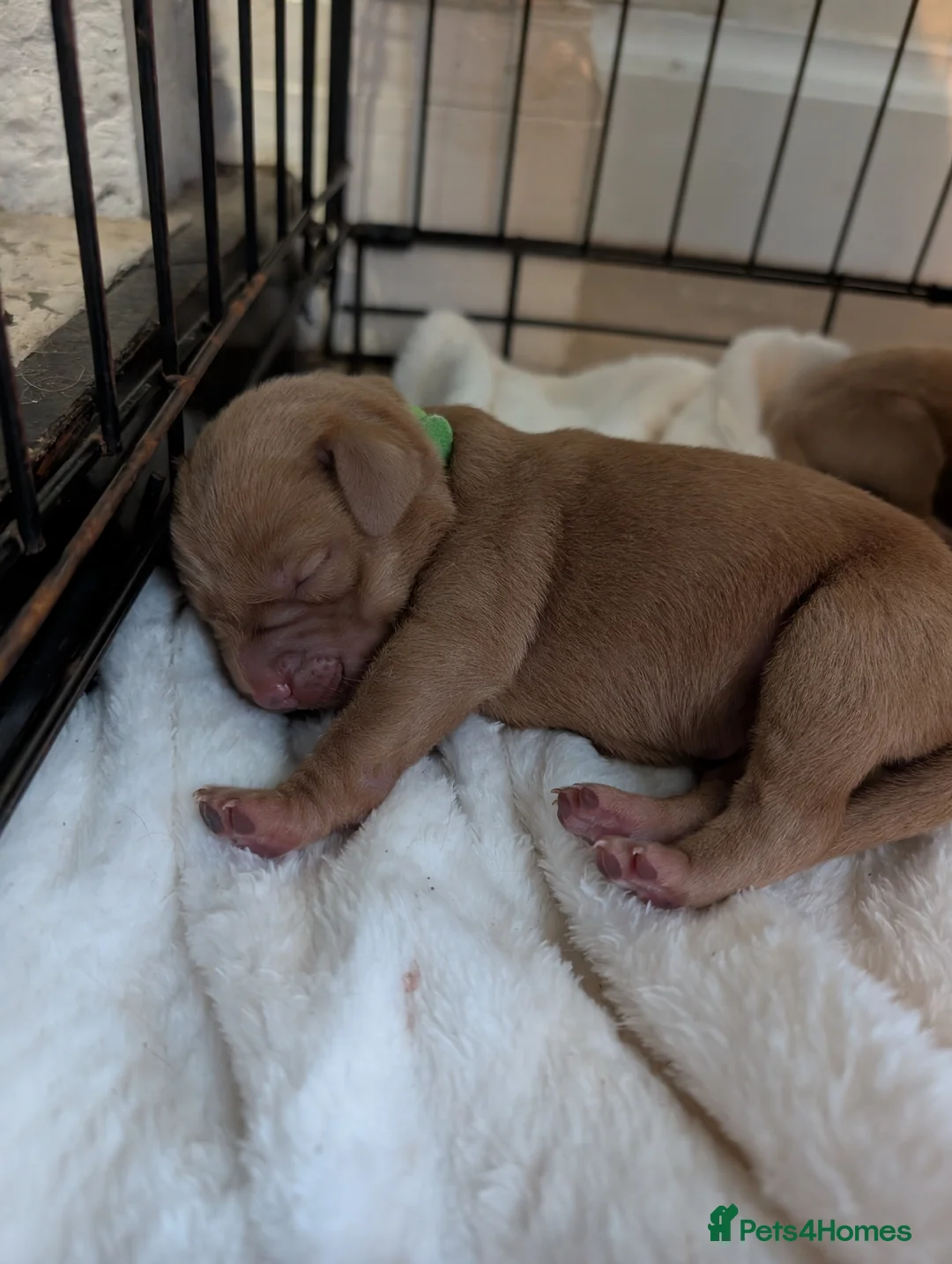 Mixed Breed dogs for sale: Golden doodle x Labrador puppies - Advert 4