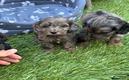 Cockapoo dogs for sale: Gorgeous cockapoo puppies - Image 10