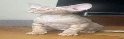 Devon Rex cats for sale:  Pedigree Devon Rex Kittens. Pet Homes Only  - Advert 2