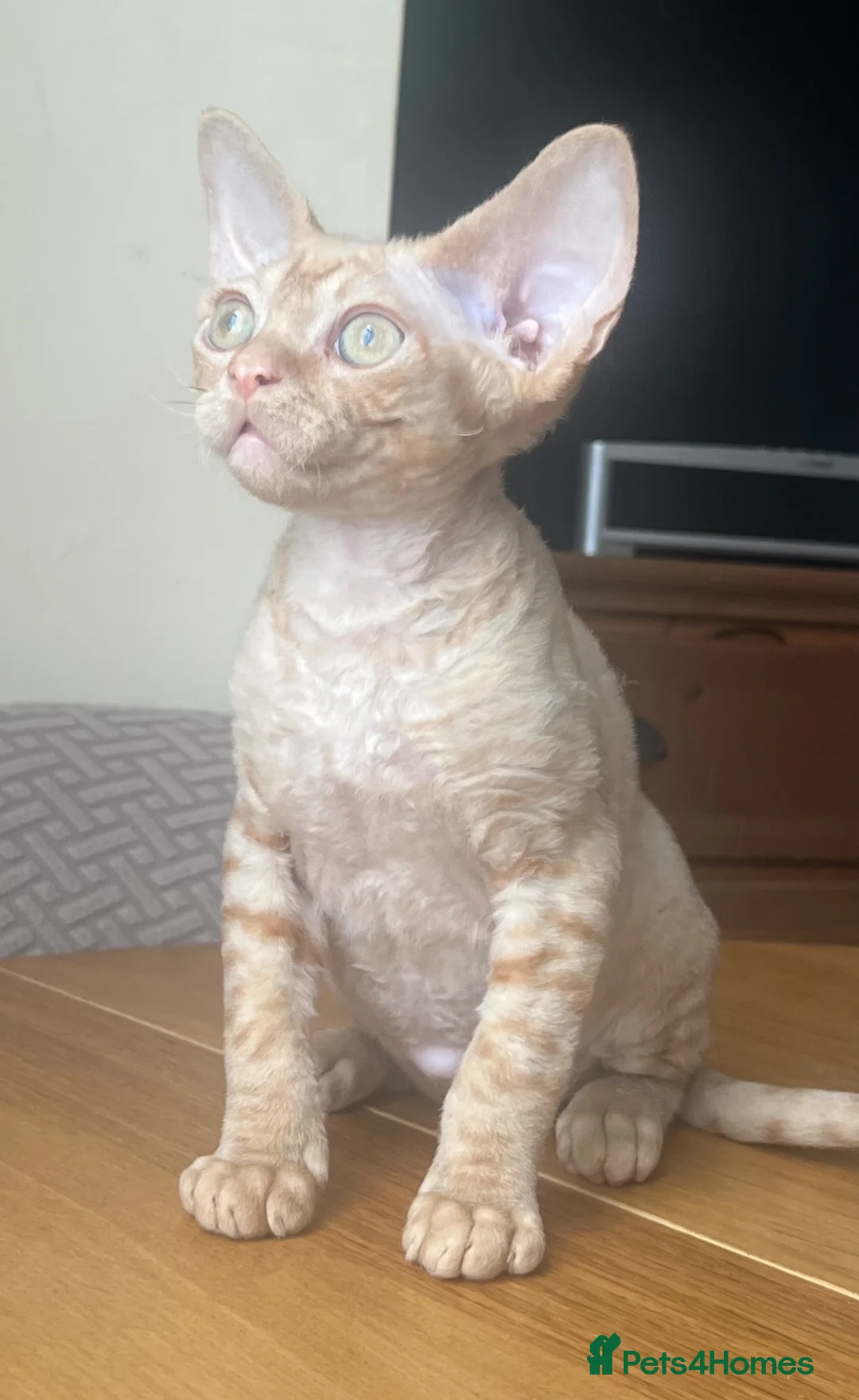 Devon Rex cats for sale:  Pedigree Devon Rex Kittens. Pet Homes Only  - Advert 2