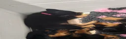 Rottweiler dogs for sale: Rottweiler puppies  - Advert 6