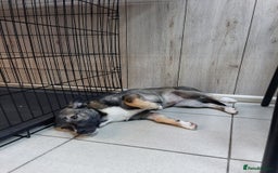 Mixed Breed dogs for adoption: 💖🐶 SHERRIE 🐶💖 - Image 7