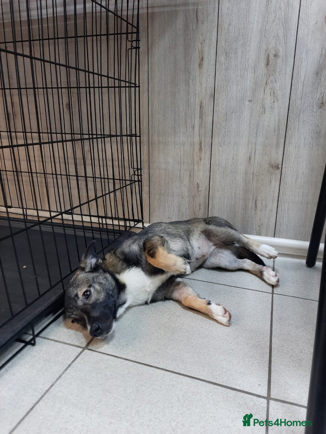 Mixed Breed dogs for adoption: 💖🐶 SHERRIE 🐶💖 - Image 7