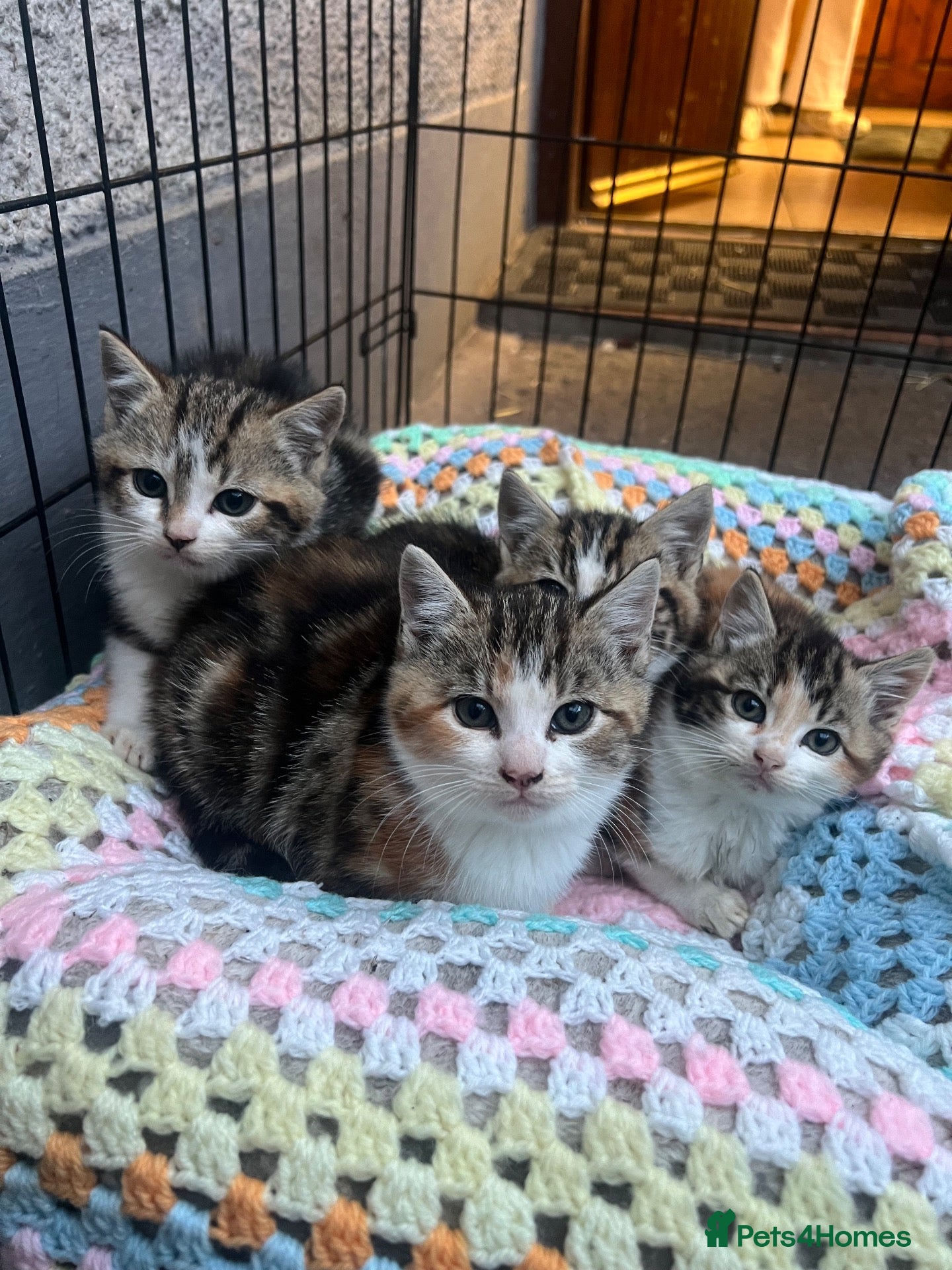 Mixed Breed cats for sale: 4 kittens searching for their forever homes  - Advert 15