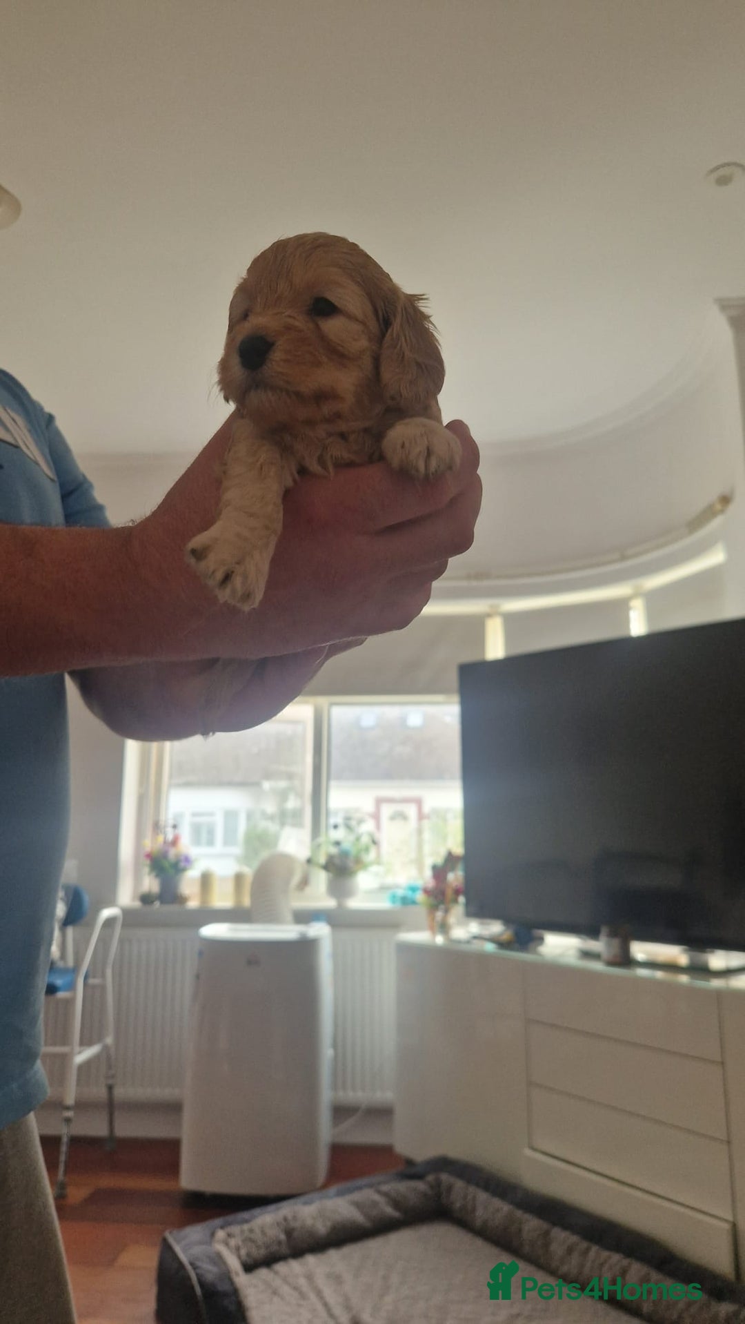 Cockapoo dogs for sale: Adorable cockapoo puppies for sale  - Image 4