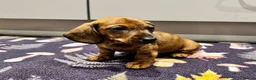 Miniature Dachshund dogs for sale: Ready to go Today!! Mini Dachshund Puppies 🐾  - Advert 16