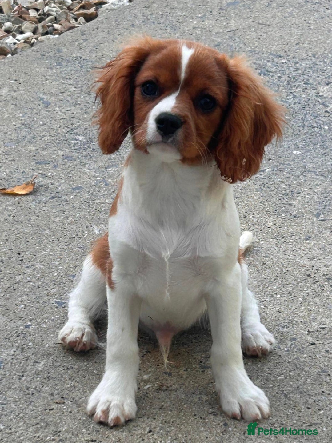 Cavalier King Charles Spaniel dogs Friendly and playful Cavalier Puppies - Advert 2