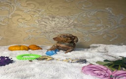 Dachshund dogs for sale: Dachshund Miniature  - Image 36