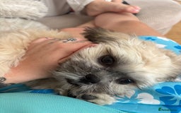 Zuchon dogs for sale: Our special boy Fudge - Image 4