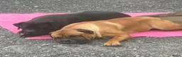 Mixed Breed dogs for sale: Cane Corso x Dogue de Bordeux stunning litter of 9 in Pulborough - Advert 40