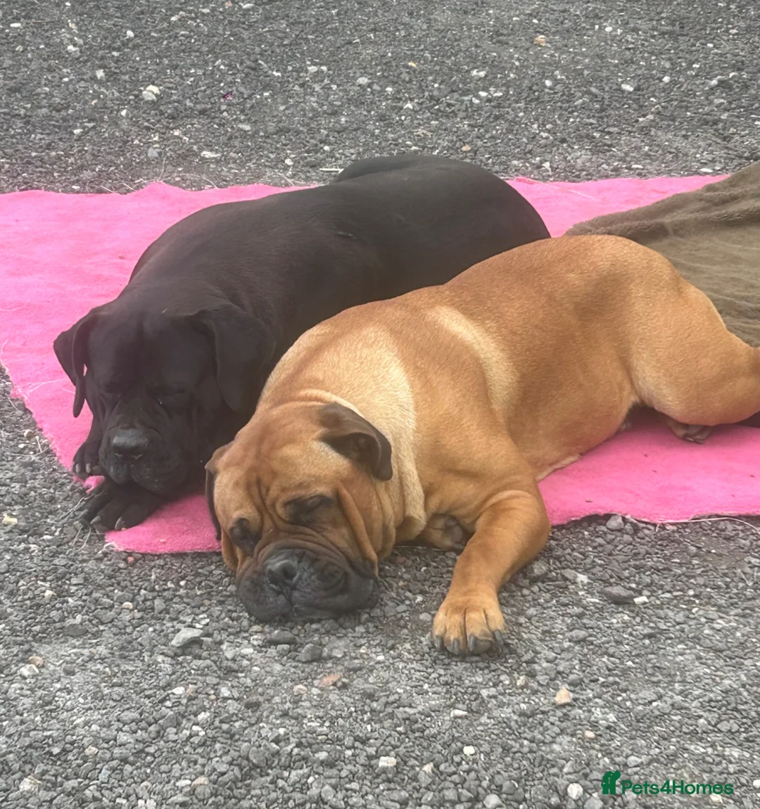 Mixed Breed dogs for sale: Cane Corso x Dogue de Bordeux stunning litter of 9 in Pulborough - Advert 40