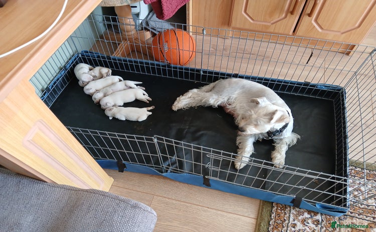 Miniature Schnauzer dogs - Advert 13