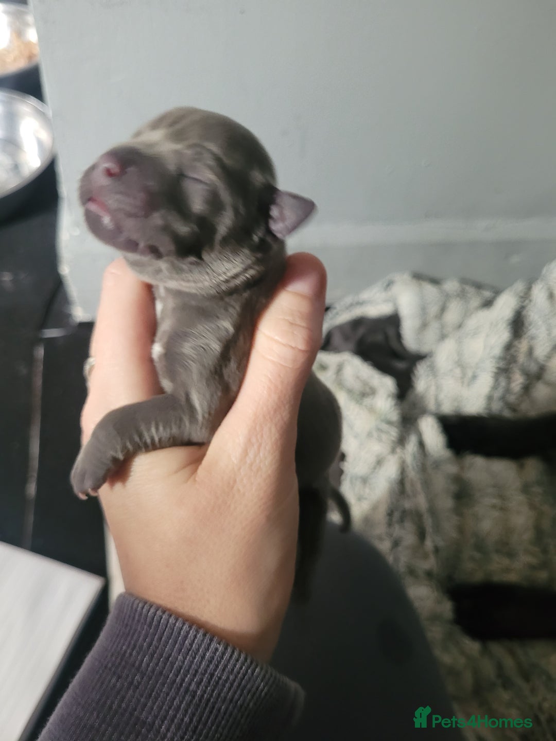 Mixed Breed dogs for sale: Staffie cross mastiff  - Image 7