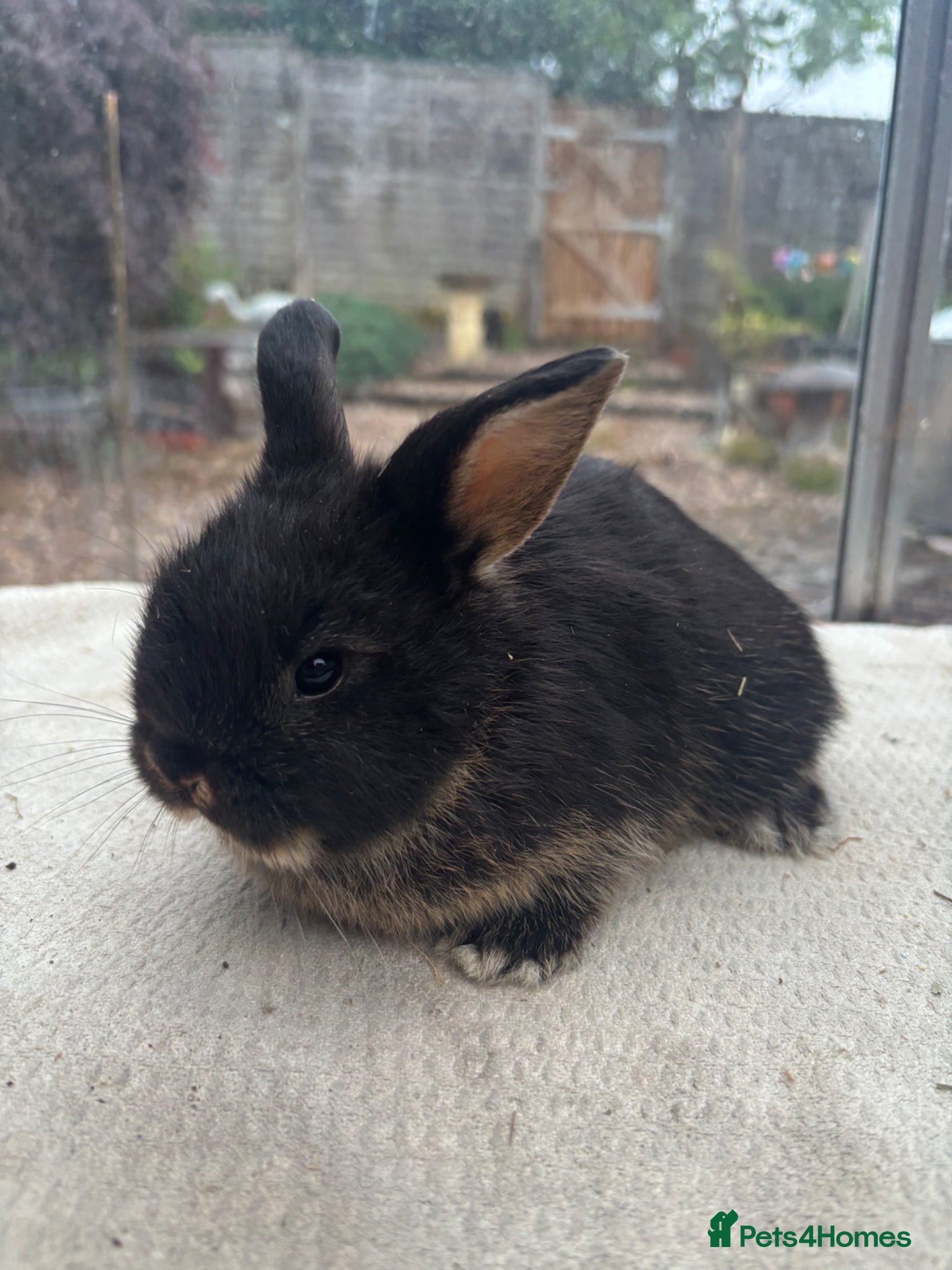 Mini Lop rabbits 1 N.Dwarf, 3 Mini lop crosses - Advert 2