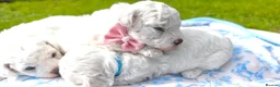 Bichon Frise dogs for sale: Sweet Bichon Frise puppies- Champion Bloodline - Advert 4