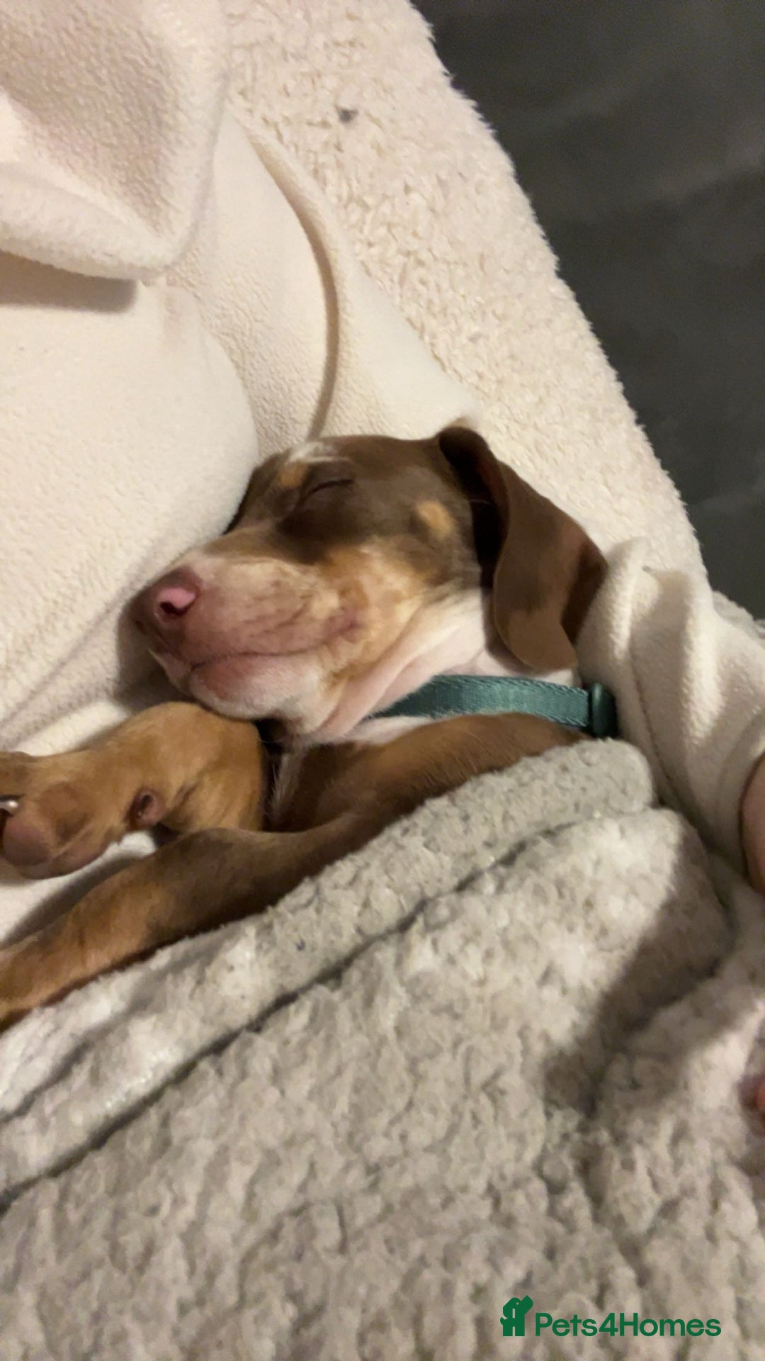 Miniature Dachshund dogs for sale: Milo the miniature dachshund  - Image 7