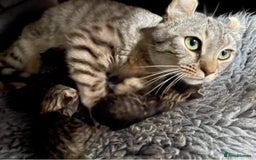 Keetso cats for sale: Stunning golden keetsos  - Image 35