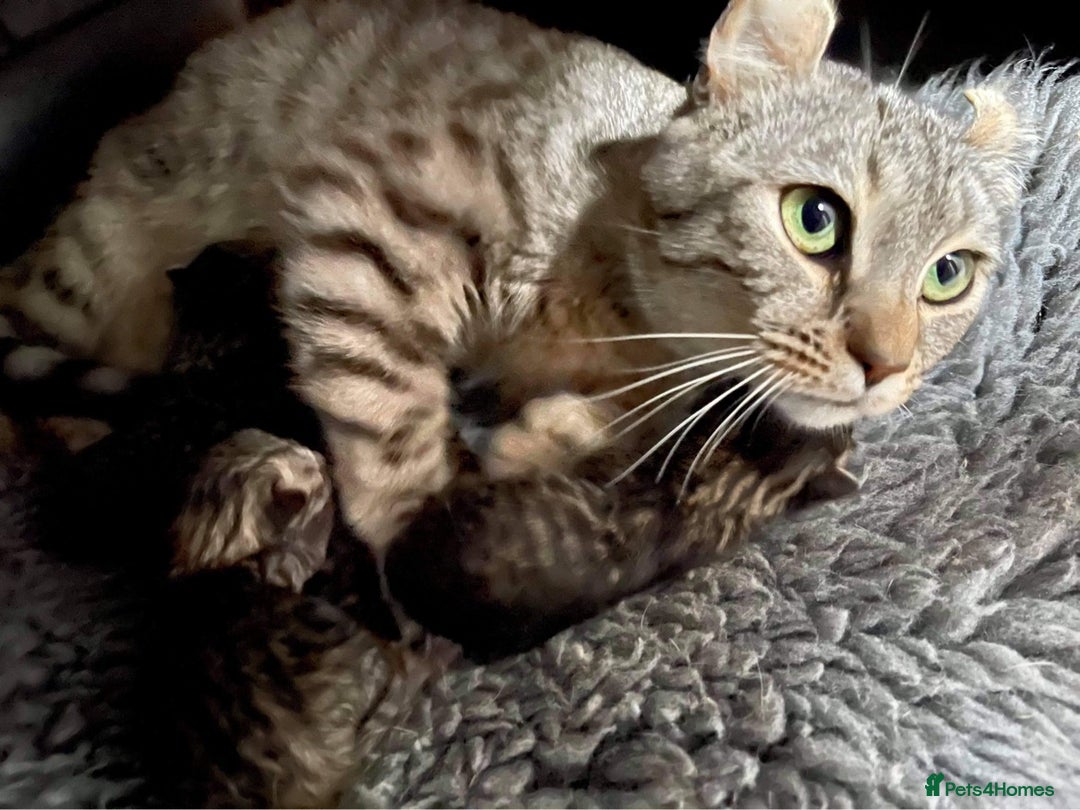 Keetso cats for sale: Stunning golden keetsos  - Image 35