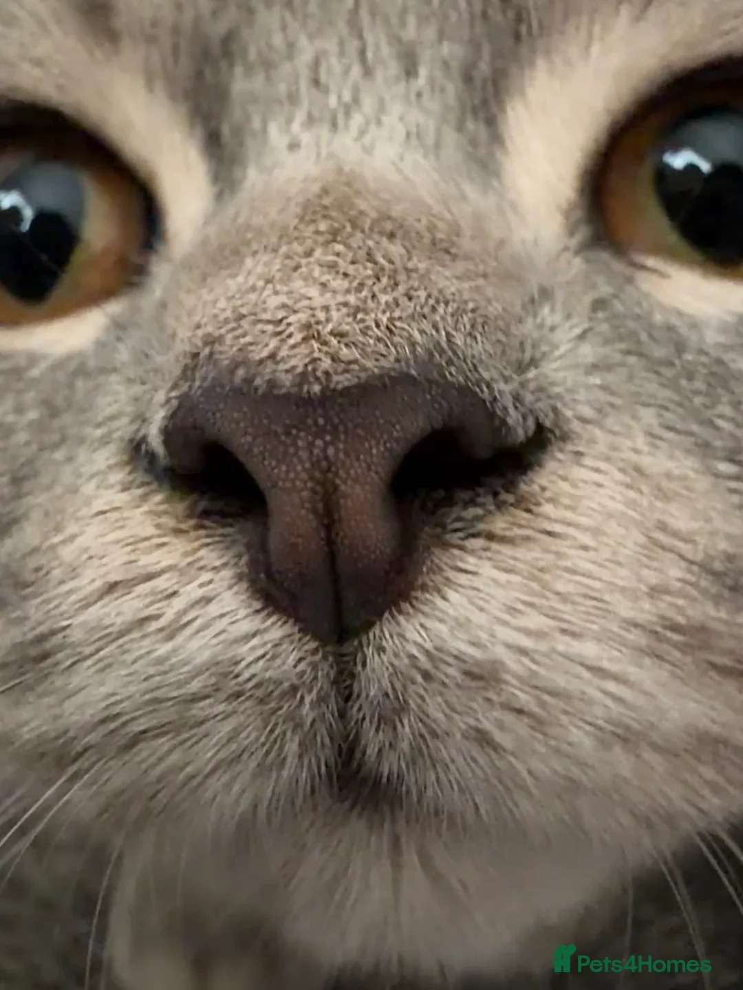 British Shorthair cats for sale: 1-Year-Old Male Cat Looking for a Loving Home  - Advert 2