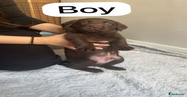 Labrador Retriever dogs - Advert 3