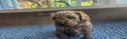 Toy Poodle dogs for sale: Stunning  Red Toy Poodle Pups  in Canterbury - Advert 6