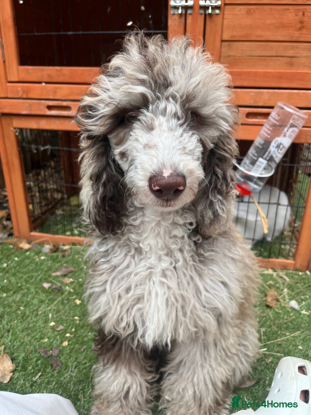Miniature Poodle dogs for sale: Merle poodle baby - Image 7