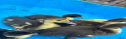 Ducks poultry for sale: Muscovys duckling in Barnsley - Advert 2