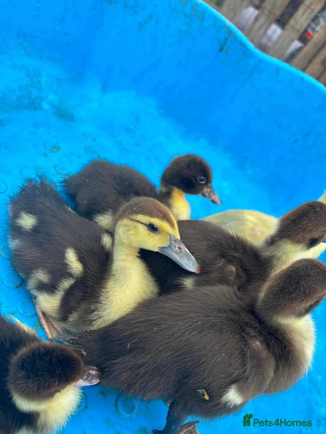 Ducks poultry for sale: Muscovys duckling in Barnsley - Advert 2
