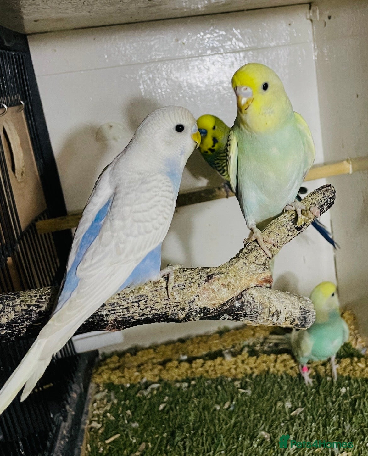 Budgerigars birds Baby Budgies  - Advert 1