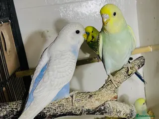 Budgerigars birds Baby Budgies - Advert 1