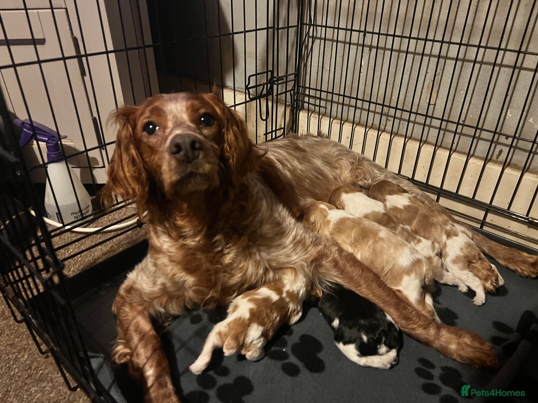 Brittany Spaniel dogs for sale: Brittany puppies for sale  - Image 21