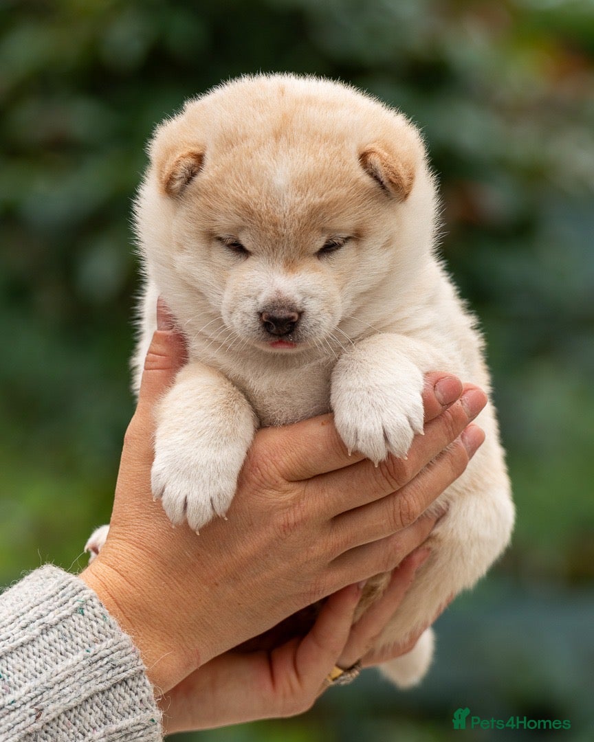 Japanese Shiba Inu dogs Exclusive Japanese Shiba Inu Puppies  🇯🇵 - Advert 2