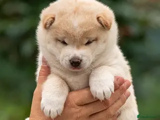 Japanese Shiba Inu dogs Exclusive Japanese Shiba Inu Puppies 🇯🇵 - Advert 2