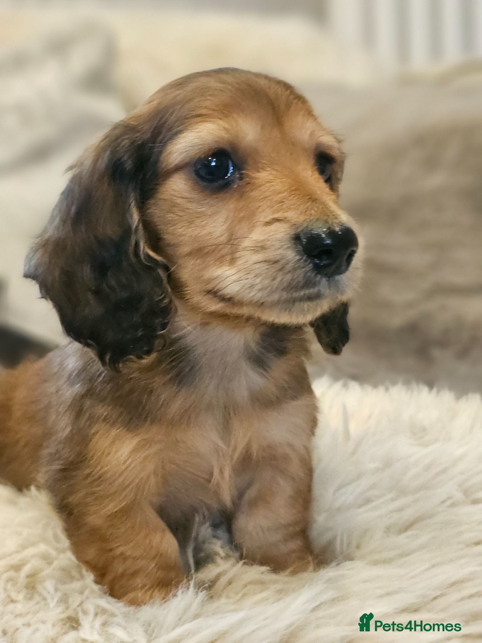 Miniature Dachshund dogs long haired miniature dachshunds  - Advert 16