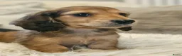 Miniature Dachshund dogs for sale: Cream long haired miniature dachshunds  - Advert 9