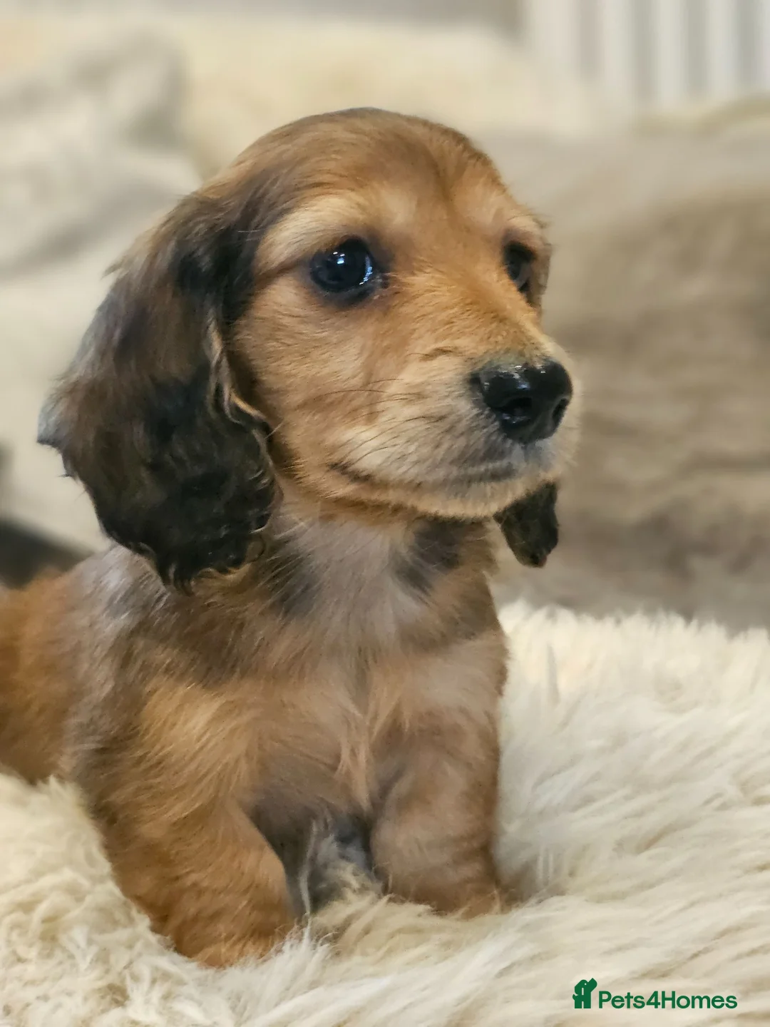 Miniature Dachshund dogs for sale: Cream long haired miniature dachshunds  - Advert 9