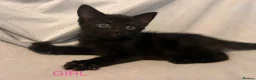 Mixed Breed cats for sale: 2 little girl kittens in Spalding - Advert 2