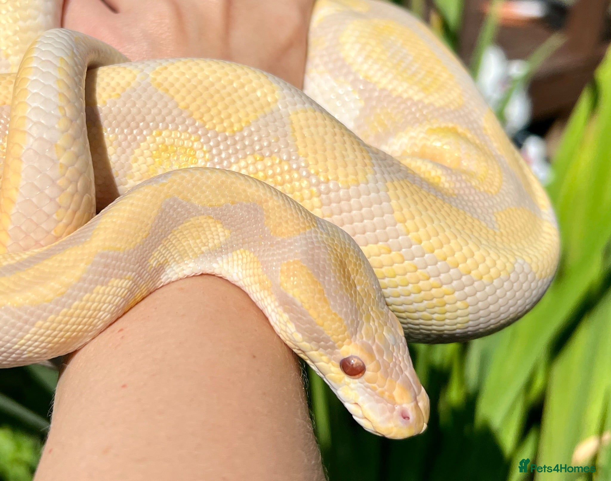Python Snake reptiles Ball Pythons looking for new home  - Advert 1