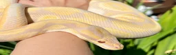Python Snake reptiles for sale: Ball Pythons looking for new home  - Advert 1