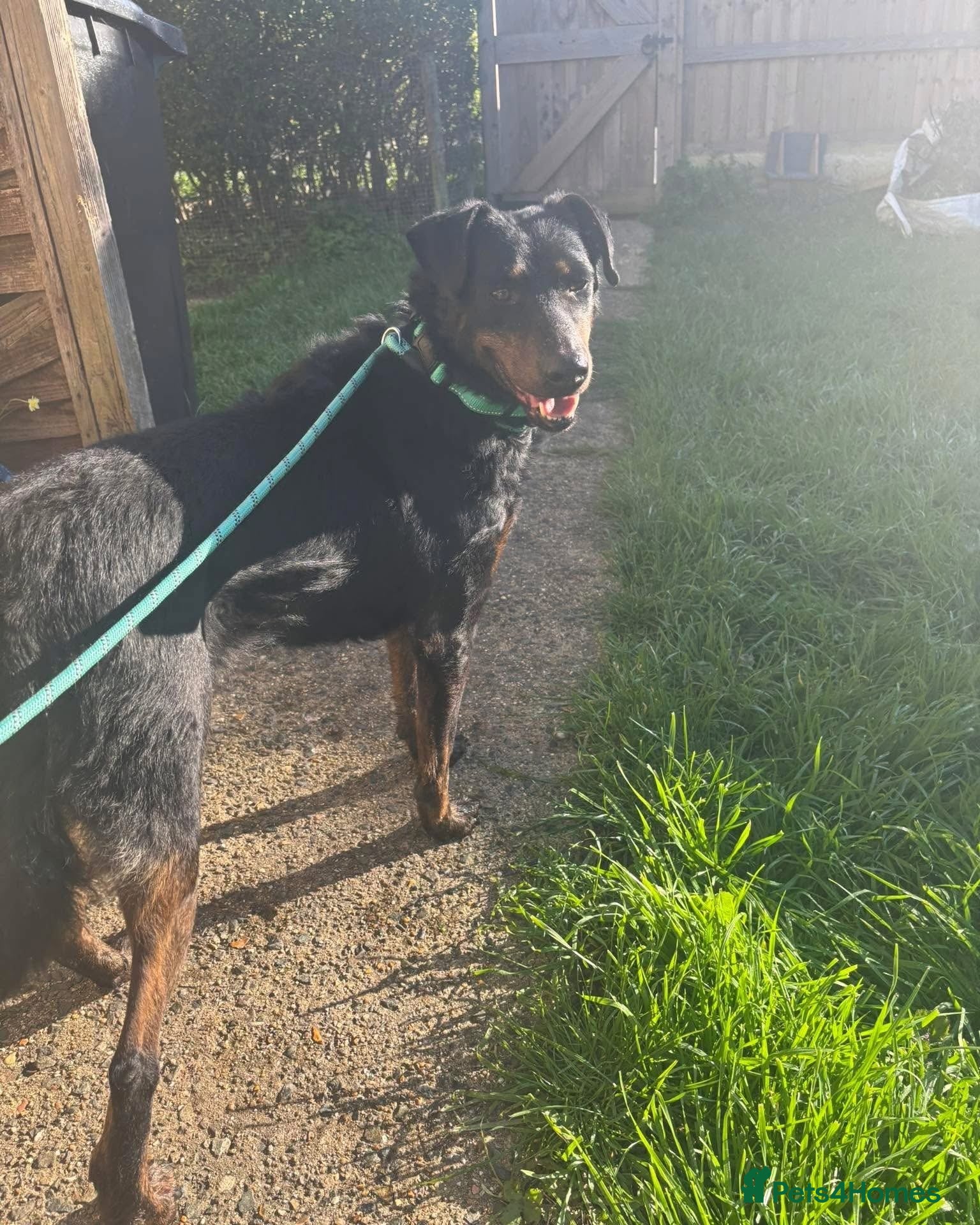 Mixed Breed dogs Cute Cassia - Advert 1