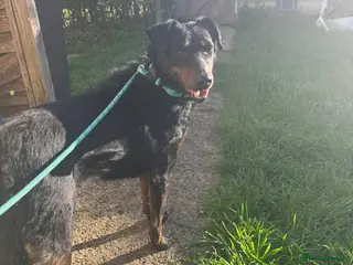 Mixed Breed dogs Cute Cassia - Advert 10