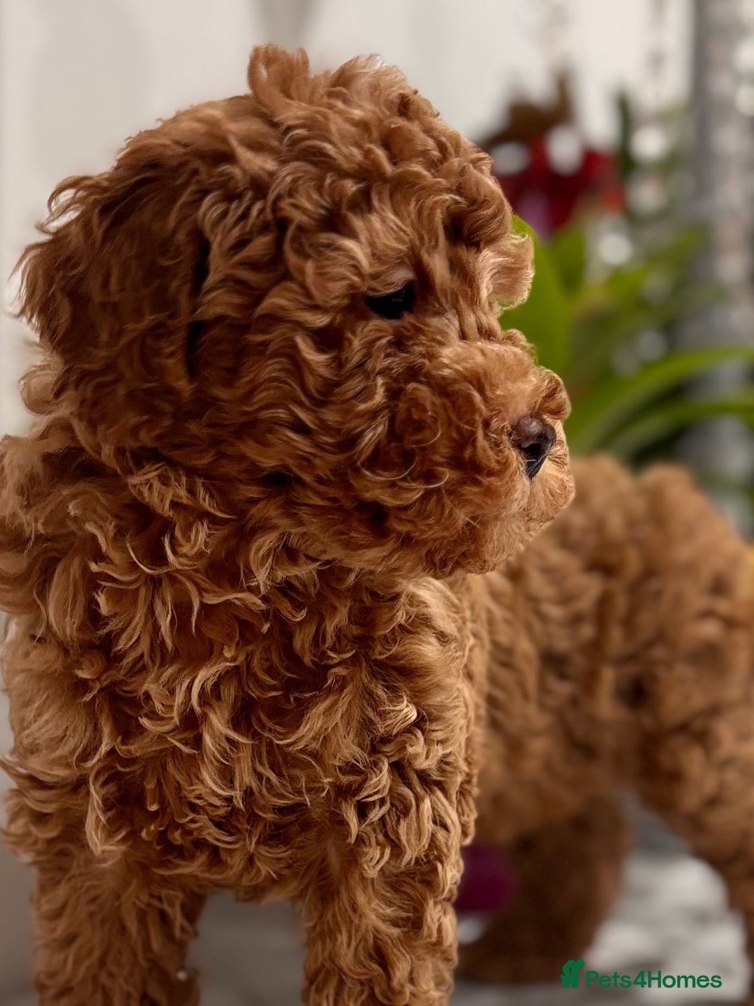 Mixed Breed dogs for sale: Smaller sized toy x mini poodle puppies  - Advert 1