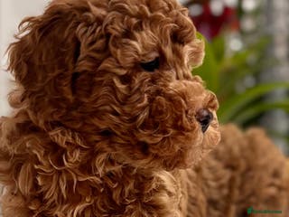 Mixed Breed dogs Smaller sized toy x mini poodle puppies - Advert 2