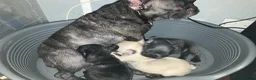 French Bulldog dogs for sale: KC French Bulldog - One Left Chocolate - Advert 5
