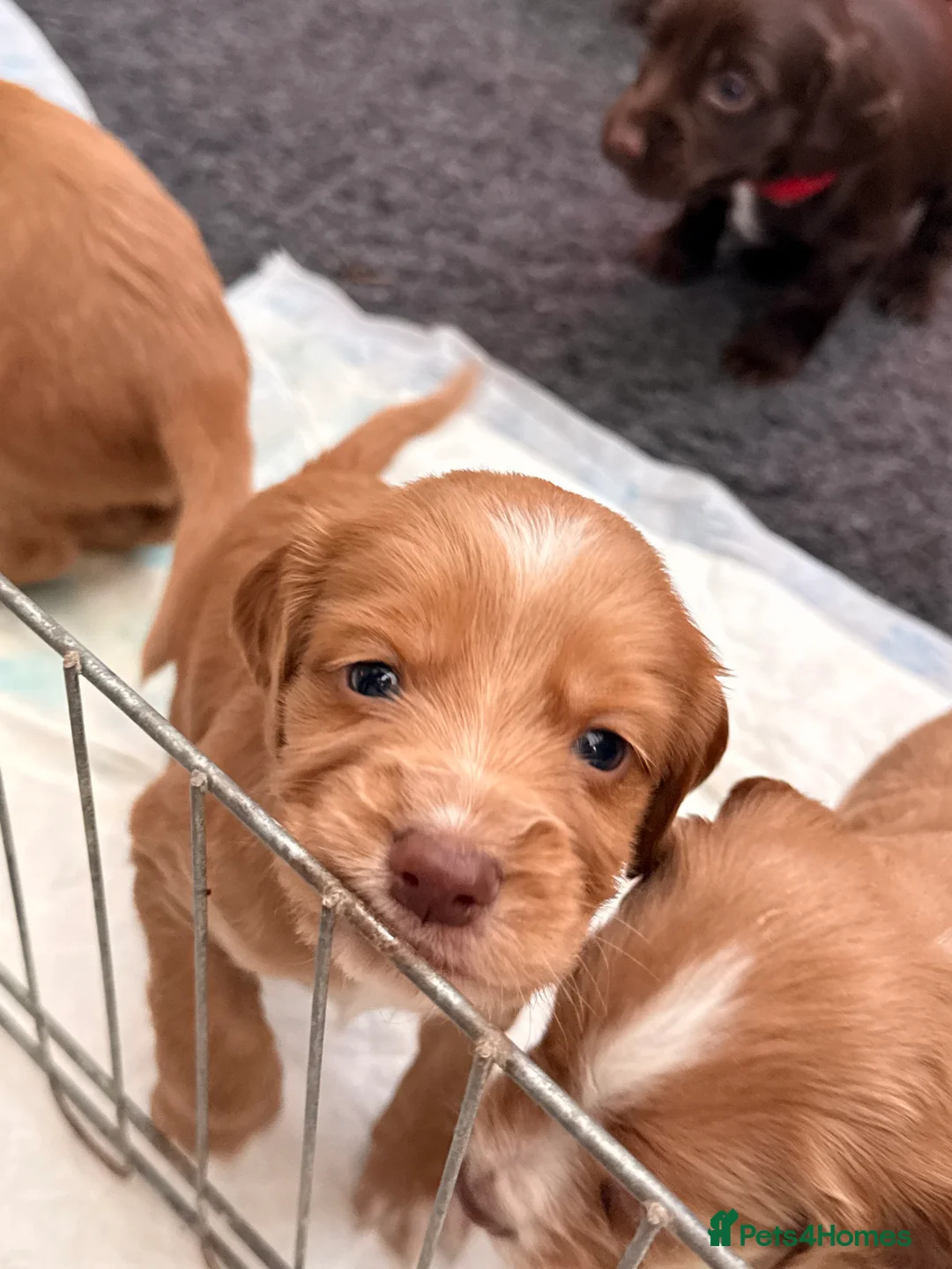 Sprocker dogs for sale: Sprocker Pups - Advert 4