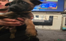 Mixed Breed dogs for sale: Belgian malinois  - Advert 8